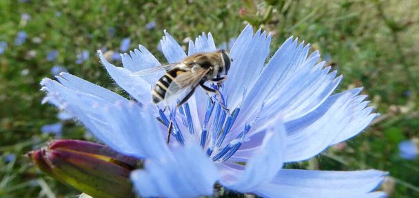 Sevimli açık mavi bir çiçekte uçan sinek.. - Fotoğraf, Görsel