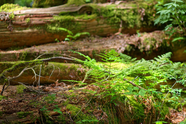 A view of plants and logs in the forest in Vancouver - Fotó, kép