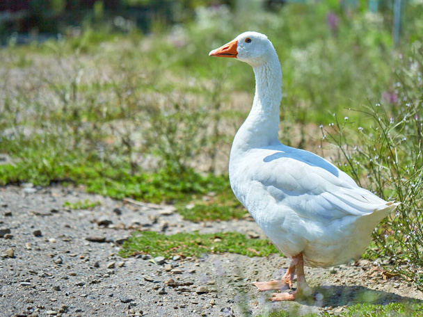 A white goose with an orange beak walks along the road, green grass in the background. Bird. - Zdjęcie, obraz