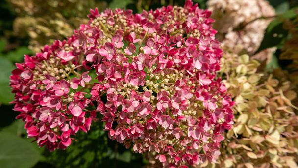 Een prachtig uitzicht op Hortensia bloeiend in zijn schoonheid in de tuin - Foto, afbeelding