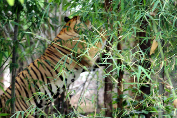 A striped tiger inside a cage in the zoo - Foto, afbeelding