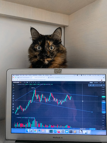 IASI, ROMANIA - Jul 05, 2021: A cute fluffy cat behind MacBook Air displaying crypto charts on Binance - Foto, afbeelding