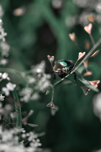 Lo scarabeo di giugno verde su una pianta - Foto, immagini