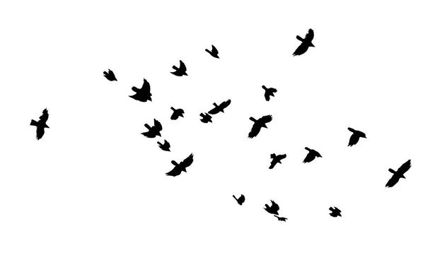 Una bandada de aves voladoras. Una gran bandada de cuervos voladores. Ilustración vectorial - Vector, Imagen