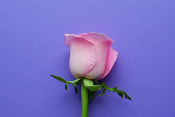 One pink rose on a purple background. Valentine's Da - Фото, изображение