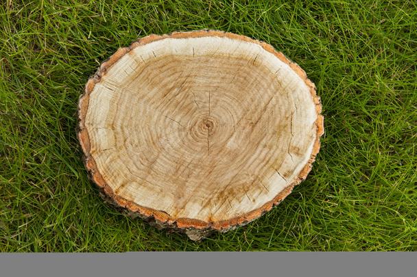 tree stump on the grass, top view - Foto, Bild