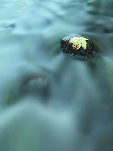 żółty liść uszkodzony z drzewa klonowego na kamienie bazaltowe w niewyraźne wody rzeki górskie. - Zdjęcie, obraz