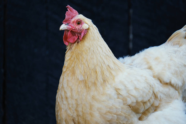 close-up van een witte kip op een boerderij - Foto, afbeelding