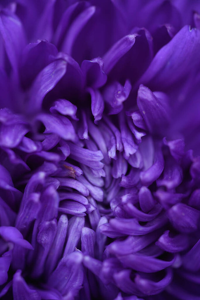 Purple peony-shaped asters, similar in shape to a cloud on a flower bed in the garden. Extreme close-up. - Zdjęcie, obraz