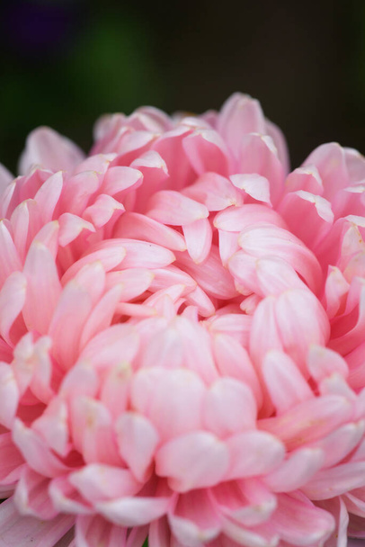 aster rose en forme de pivoine sur un lit de fleurs dans le jardin. Extrême gros plan. - Photo, image