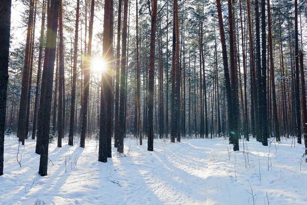 Зимний сосновый лес в солнечный день, между деревьями видеть вечернее солнце - Фото, изображение