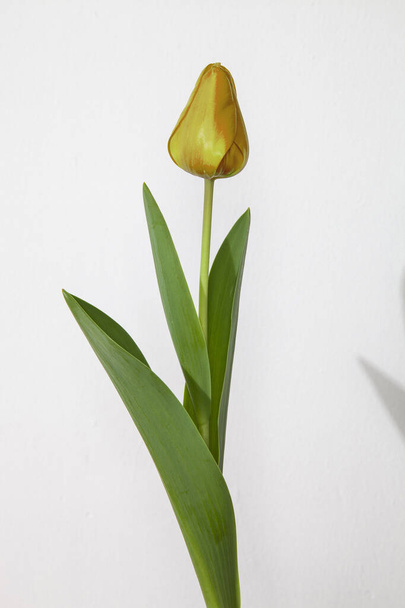 Light red tulip, white background, sidelight, flower, stalk - Fotografie, Obrázek