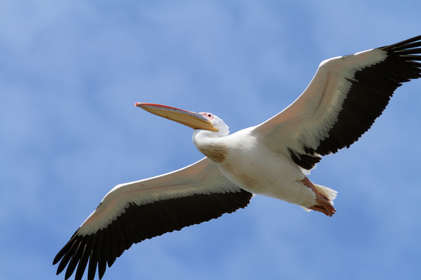 close-up de grande pelicano em voo
 - Foto, Imagem