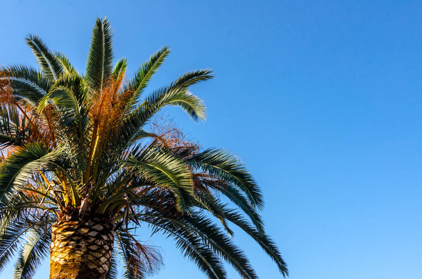 zielone liście palmy na drzewach w słoneczny dzień przeciwko błękitnemu niebu latem - Zdjęcie, obraz