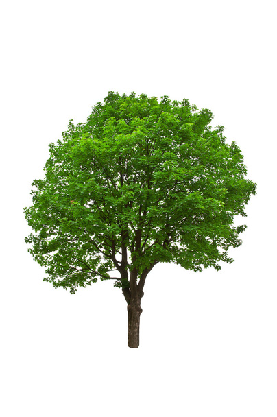 maple tree  - Foto, Bild