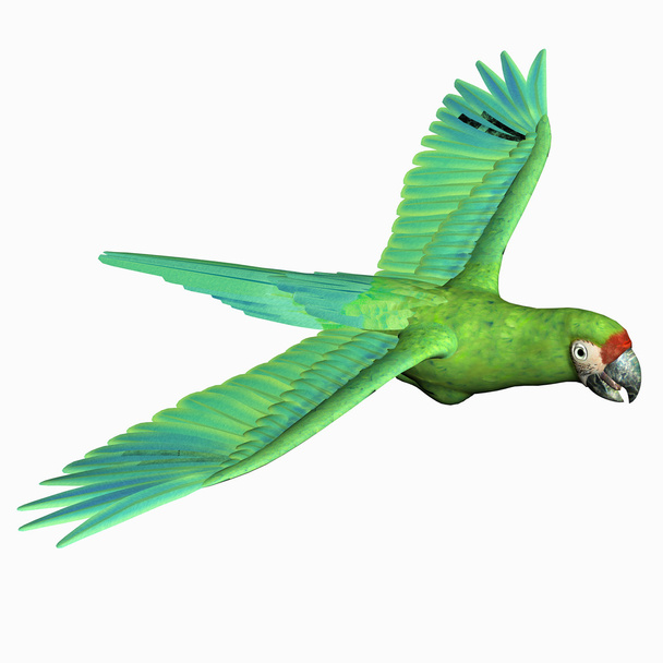 Cute macaw - Φωτογραφία, εικόνα
