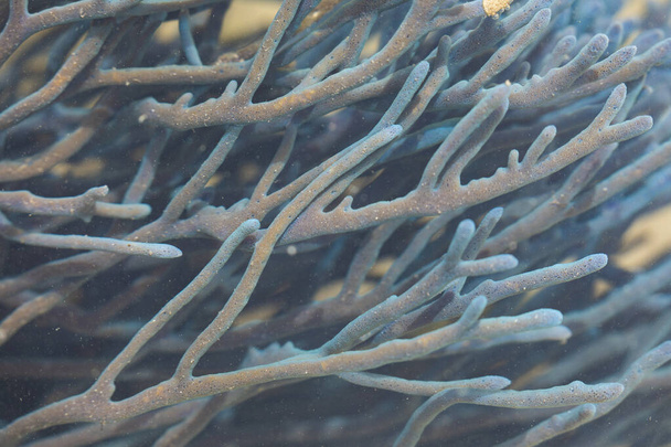 Коралл голубого цвета, под размытой поверхностью воды, в болотистой местности, остров Гам, Раджа-Фалат, Индонезия - Фото, изображение