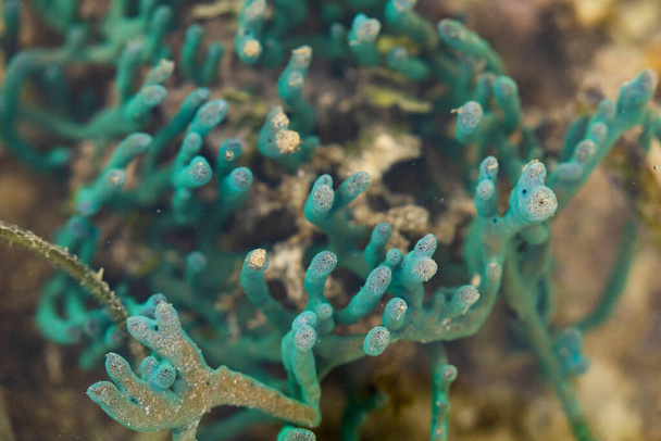 Coral de cor azul, sob a superfície de água turva, em uma área pantanosa, Gam Island, Raja Ampat, Indonésia - Foto, Imagem