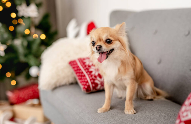 Dog near christmas tree at home - Foto, imagen