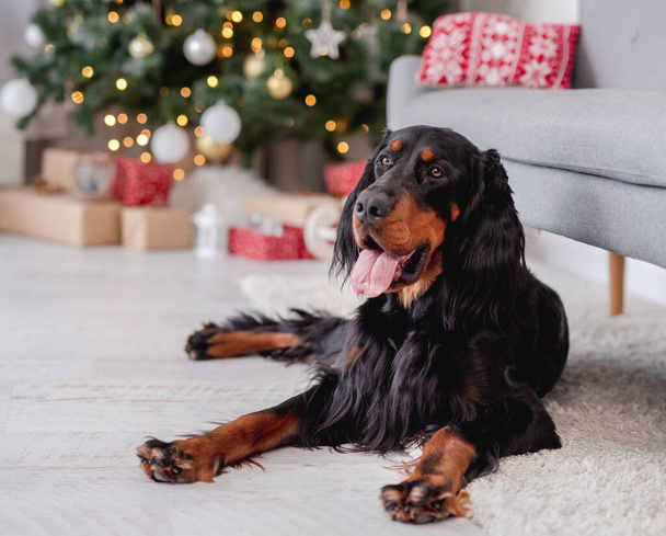 Scottish setter dog with illuminated christmas tree - Zdjęcie, obraz