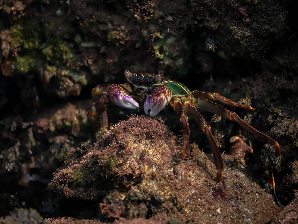 Krabi na skalách na konci moře, jedí jídlo  - Fotografie, Obrázek