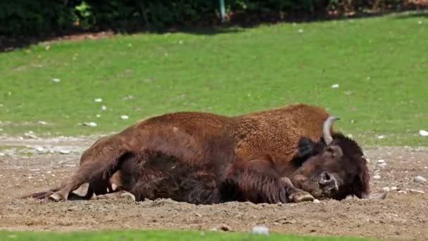 Le bison d'Amérique ou simplement bison, aussi connu sous le nom de buffle d'Amérique ou simplement buffle, est une espèce de bison nord-américaine qui errait autrefois en Amérique du Nord dans de vastes troupeaux..  - Séquence, vidéo