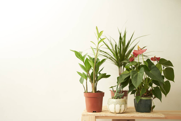 Potted plants placed on table - Foto, afbeelding
