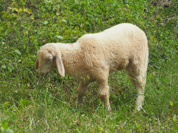 Owce (Ovis aries) wypasane we wczesnym słońcu porannym. - Zdjęcie, obraz