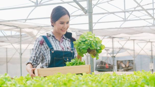 Vidám fiatal vonzó ázsiai hölgy gazda betakarítás zöld tölgy hidroponikus növényi gazdaság üvegház kertben reggel. Mezőgazdaság biogazdálkodás az egészségügyben, Vegán élelmiszerek, Kisvállalkozás koncepció. - Fotó, kép