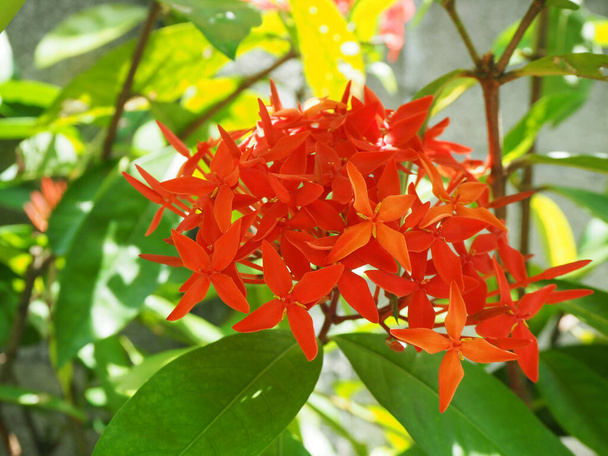 Κόκκινο λουλούδι, Βελόνα λουλούδι, Δυτική ινδική γιασεμί, φλόγα ζούγκλα, κόκκινο λουλούδι ακίδα, βασιλιάς Ixora λουλούδι, Κόκκινο Bunga Soka (Ixora chinensis Lamk) ανθίζει όμορφα με ηλιακές λάμψεις. - Φωτογραφία, εικόνα