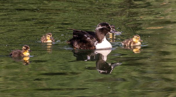 Vadkacsa vagy vadkacsa, Anas platyrhynchos család fiatal goslings egy tó Münchenben, Németországban.A vadkacsa egy ügyes kacsa. - Fotó, kép