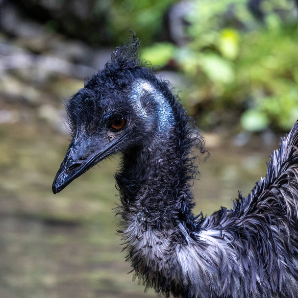 The emu, Dromaius novaehollandiae is the second-largest living bird by height, after its ratite relative, the ostrich. It is endemic to Australia - Фото, изображение