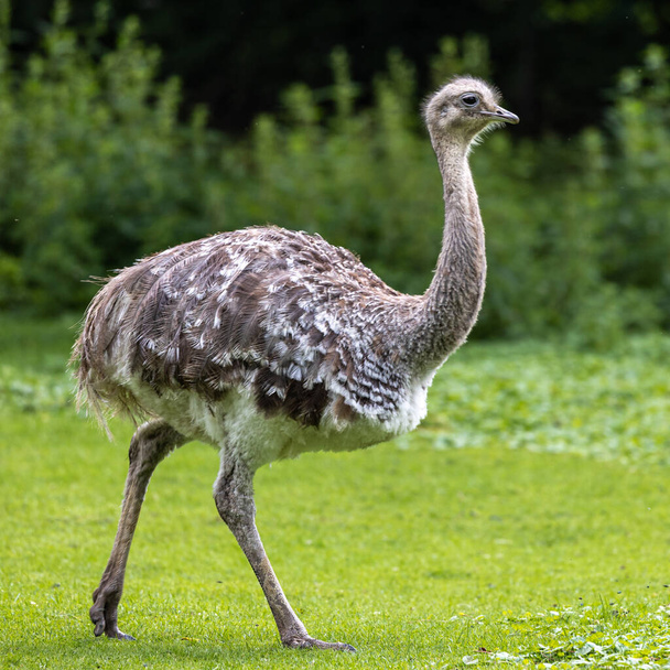 Darwin's rhea, Rhea pennata also known as the lesser rhea. It is a large flightless bird, but the smaller of the two extant species of rheas. - Фото, изображение