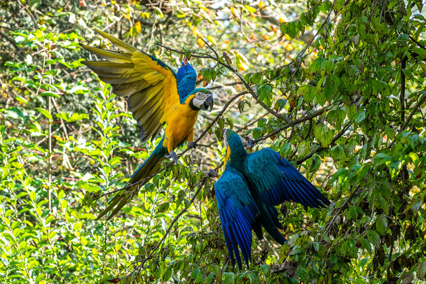 Niebiesko-żółty Macaw, Ara ararauna znany również jako niebiesko-złoty macaw, to duża papuga południowoamerykańska z przeważnie niebieskimi górnymi częściami i jasnopomarańczowym podbiciem - Zdjęcie, obraz