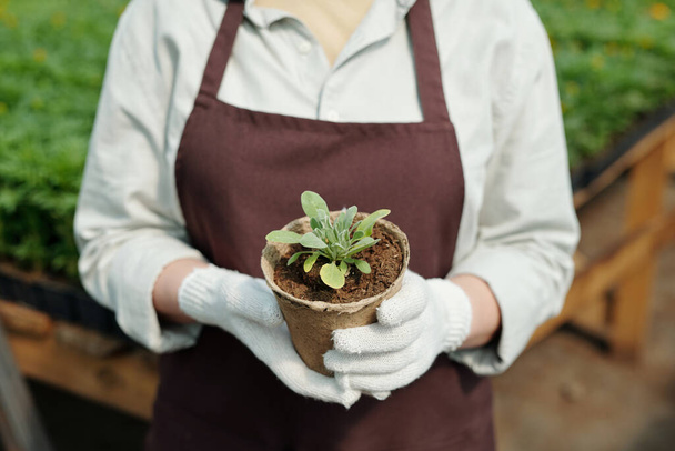 Фермер в перчатках держит биоразлагаемый горшок с зелеными саженцами - Фото, изображение