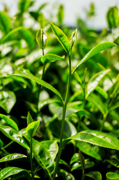 frische Teeblätter in Plantage - Foto, Bild