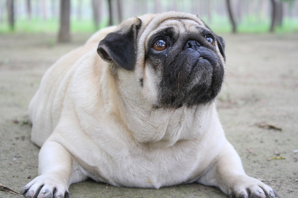 肥満犬 - 写真・画像
