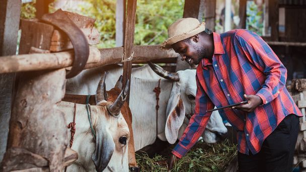 Afrykański rolnik badający i rejestrujący szczegóły na tablecie każdego przemysłu krowiego w gospodarstwie rolnym Koncepcja uprawy lub uprawy - Zdjęcie, obraz