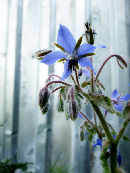 Blue flowers of Borage, Borago officinalis, starflower - Photo, Image