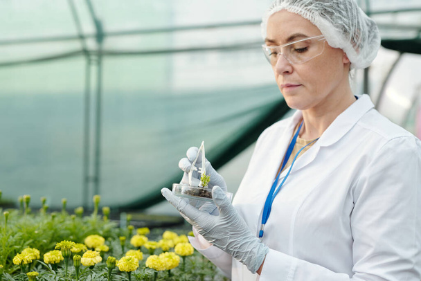 Mature female expert making experiment with new sort of flowers - Photo, Image