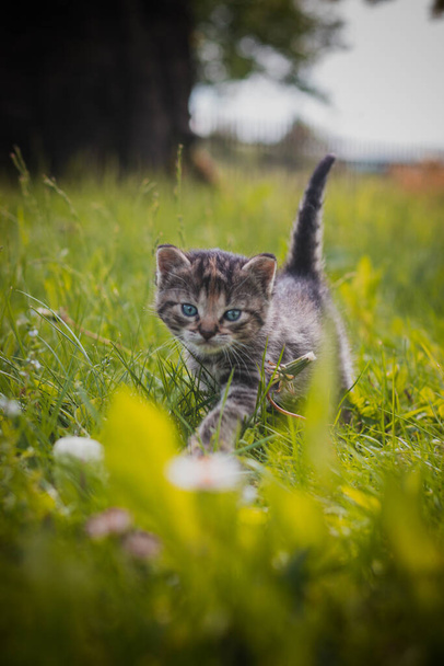 siwy kociak z niebieskimi oczami stawia pierwsze kroki w trawie i bada otaczający go świat pod nadzorem matki. Ciekawskie oczy odkrywają nowe uczucie. - Zdjęcie, obraz