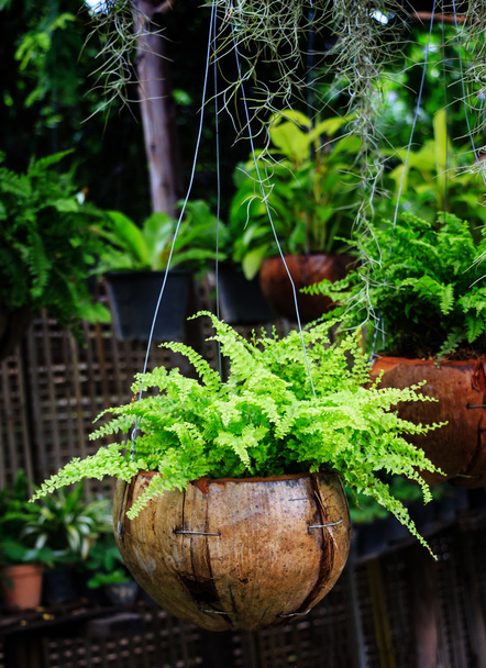 Ferns growing in coconut shell,garden design - Photo, Image