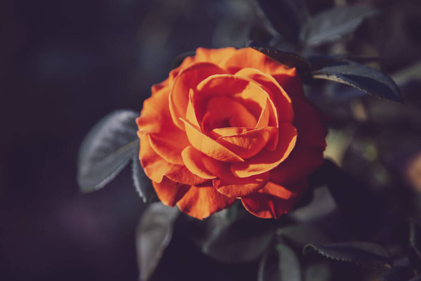 ムーディー花の背景と赤とオレンジのバラの暗い背景にコピースペース、花のデザイン、選択されたフォーカス - 写真・画像