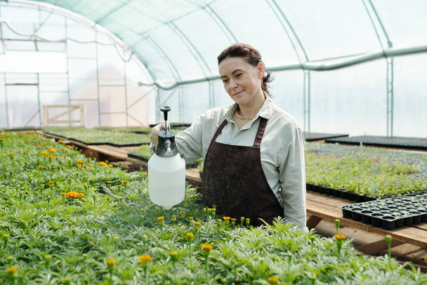 Ώριμη γυναίκα σε ενδύματα εργασίας που φροντίζει πράσινα σπορόφυτα λουλουδιών - Φωτογραφία, εικόνα