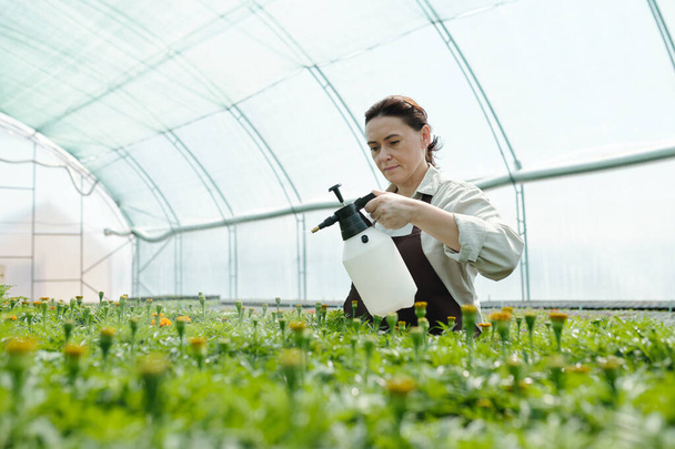 緑の苗を散布する温室の成熟労働者 - 写真・画像