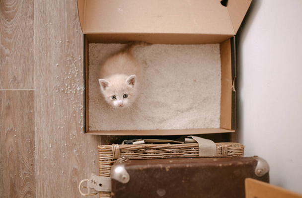 ginger kitten tame to litter box - Photo, Image
