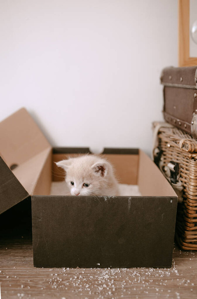 jengibre gatito domesticado a caja de arena - Foto, Imagen