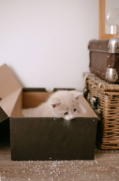 jengibre gatito domesticado a caja de arena - Foto, imagen
