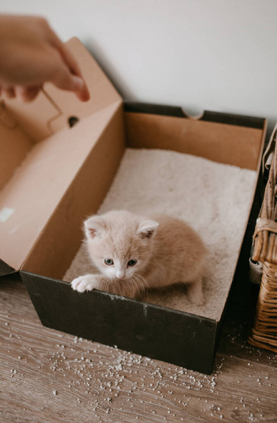 jengibre gatito domesticado a caja de arena - Foto, imagen