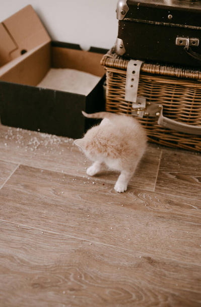 ginger kitten tame to litter box - Fotografie, Obrázek